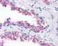 HTR1B / 5-HT1B Receptor Antibody (Internal)